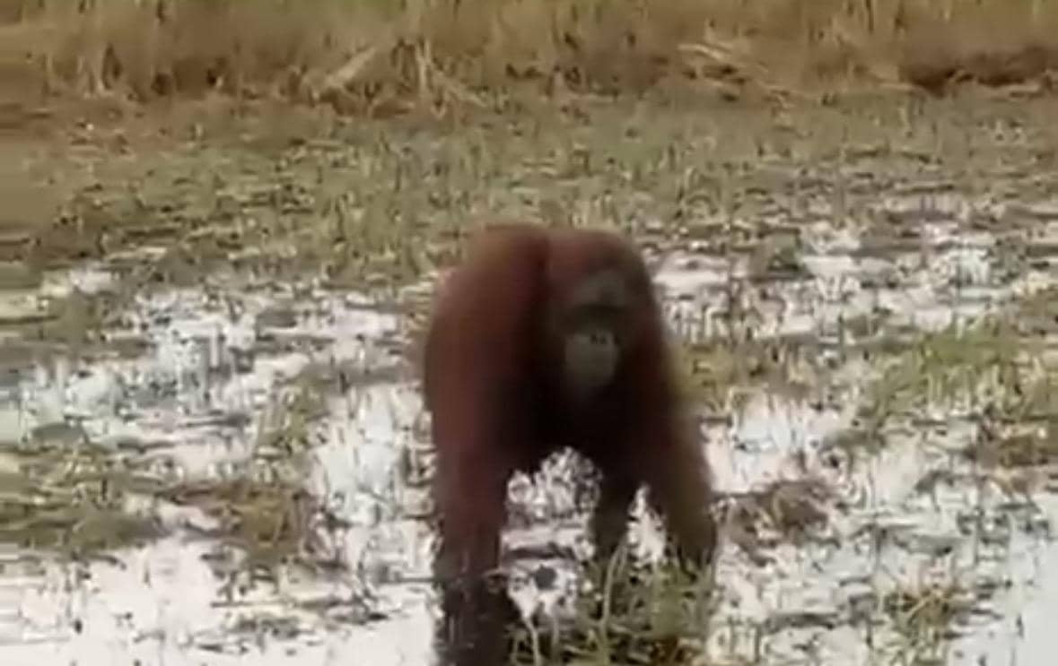 Orangutan di Kayong Utara Masuk Pemukiman Warga Kondisi Pincang