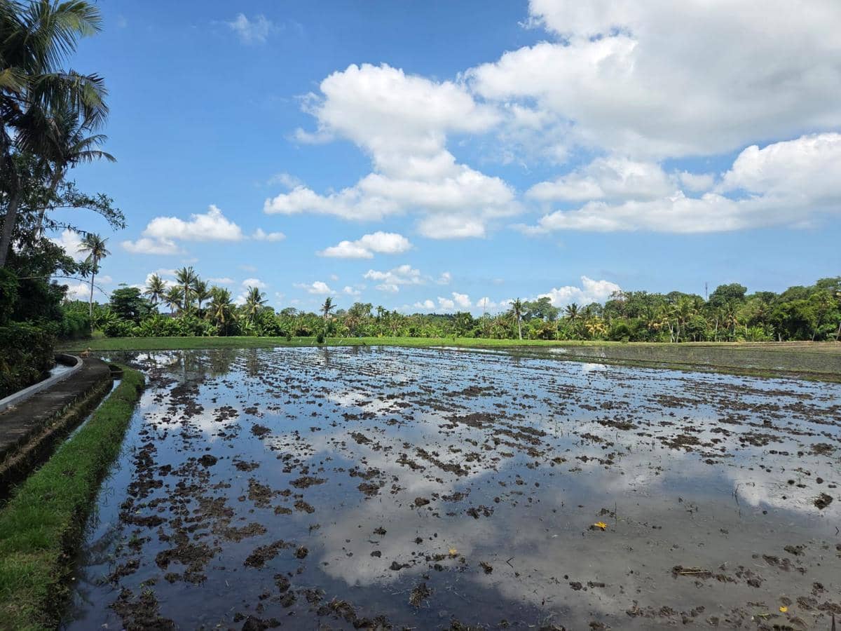 Hamparan lahan pertanian di Desa Bengkel, wilayah Kecamatan Kediri, Kabupaten Tabanan, untuk kegiatan bercocok tanam.