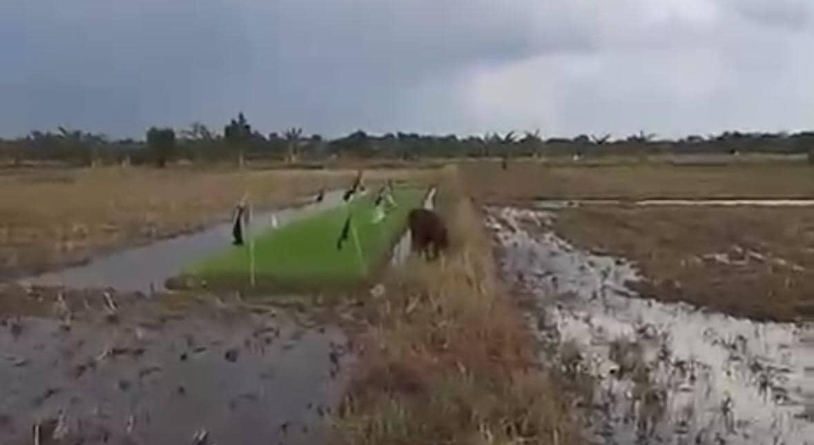 Seekor orangutan berjalan di area persawahan berlumpur dekat pemukiman warga dengan langit mendung di kejauhan.