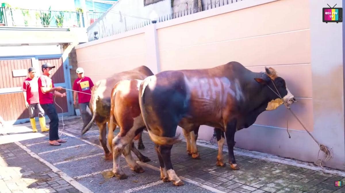 Beberapa pria mengikat dan menyiapkan sapi kurban berukuran besar di area halaman berpagar menjelang proses penyembelihan.