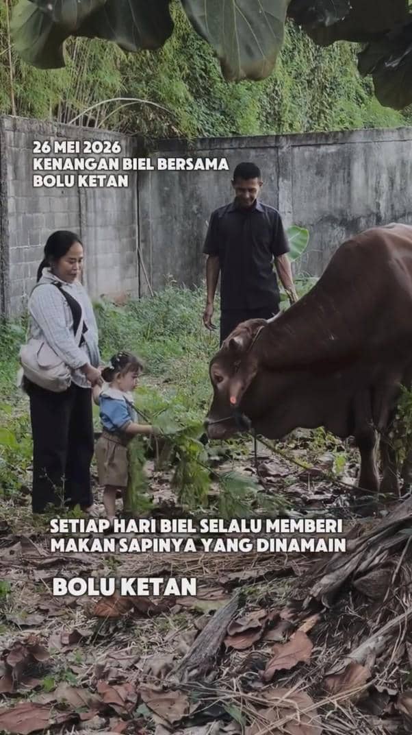 Seorang anak kecil bersama dua orang dewasa memberi makan seekor sapi cokelat besar di area berumput dekat tembok beton.