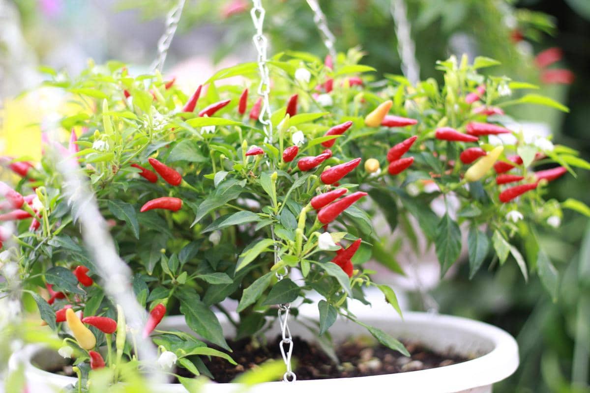 5 Tips Menanam Cabai di Pot, Gak Perlu Lahan yang Luas