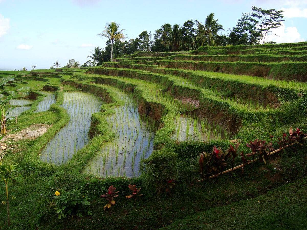 ilustrasi Subak, Bali (commons.wikimedia.org/Globe-trotter)