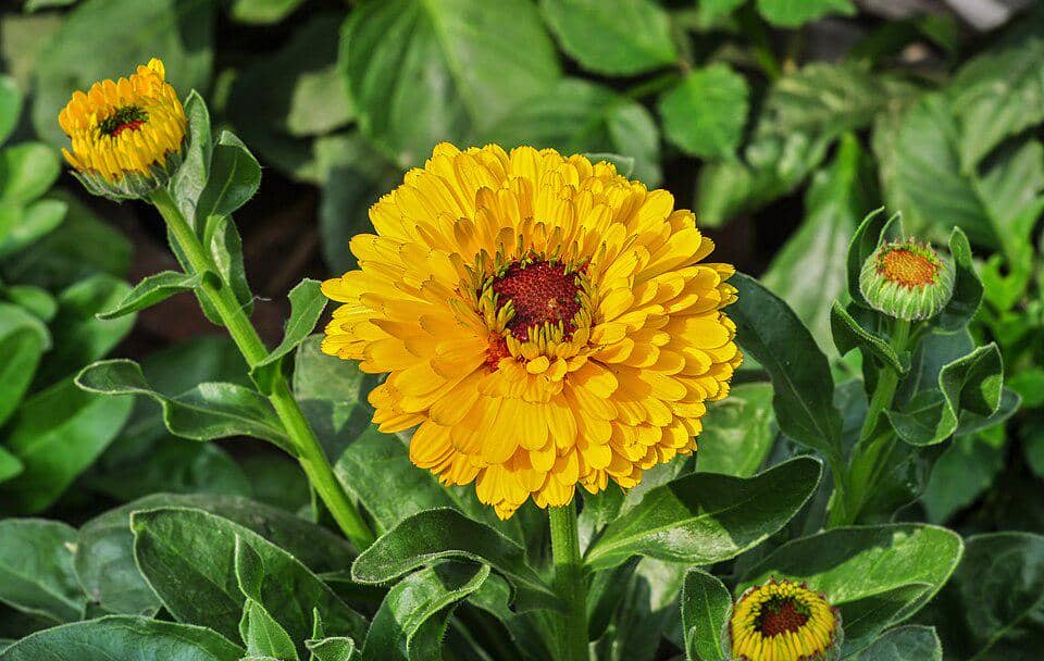 ilustrasi calendula