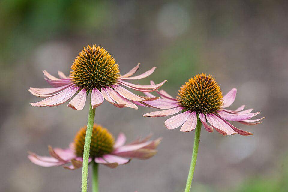 ilustrasi echinacea