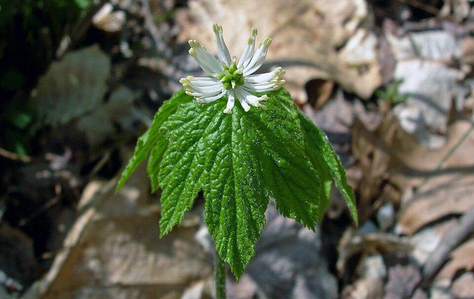 ilustrasi goldenseal