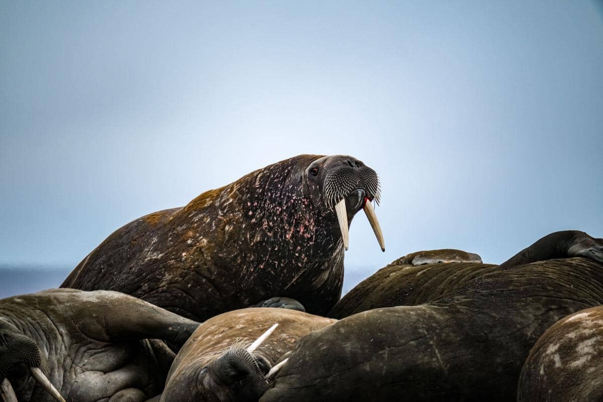 Walrus