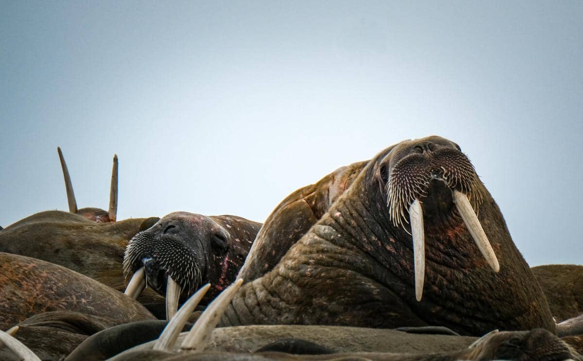Walrus