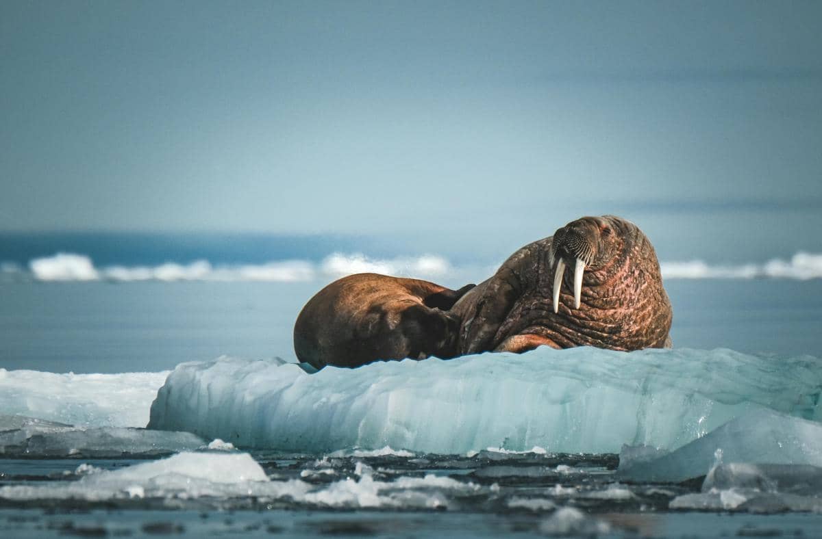 Walrus