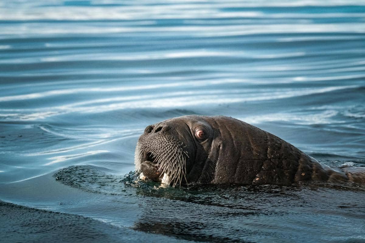 Walrus