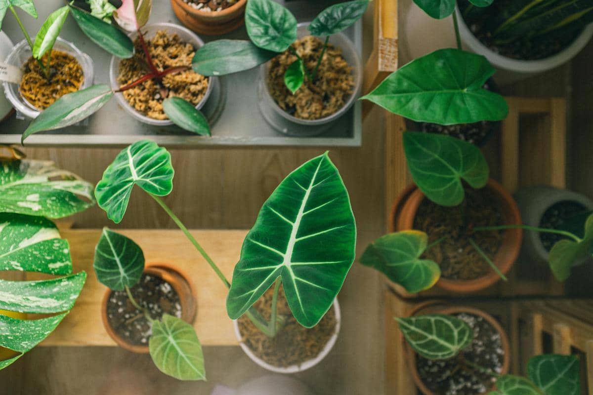 Tanaman alocasia 