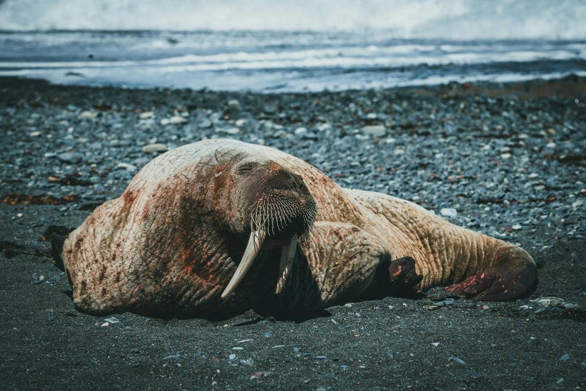 Walrus