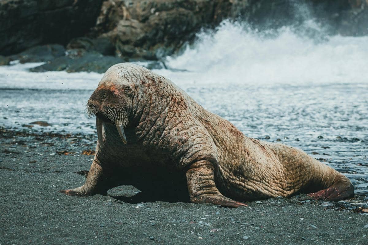 6 Fakta Walrus, Mamalia Laut Paling Nyentrik di Arktik