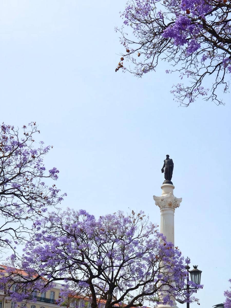 Pemandangan monumen dengan patung di atas pilar tinggi di Lisbon, dikelilingi pepohonan berbunga ungu di bawah langit cerah.