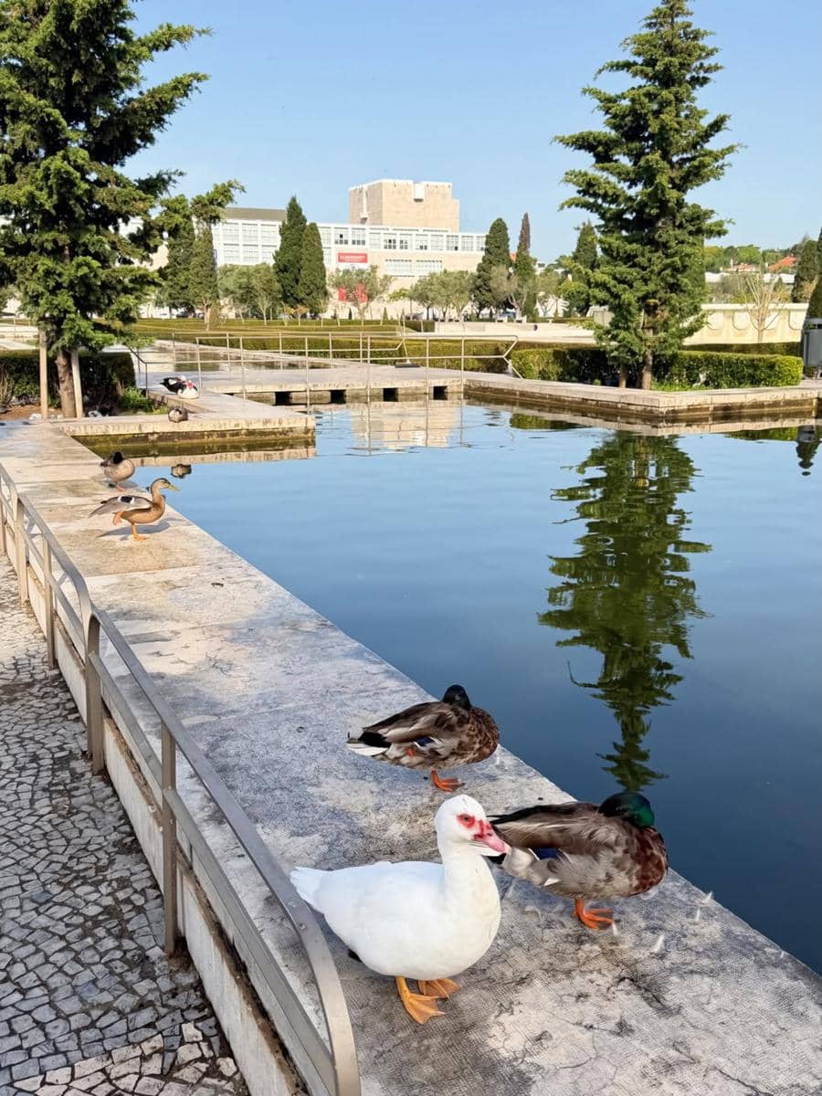 Beberapa bebek berdiri di tepi kolam dengan air tenang di taman kota Lisbon, dikelilingi pepohonan hijau dan bangunan modern di kejauhan.