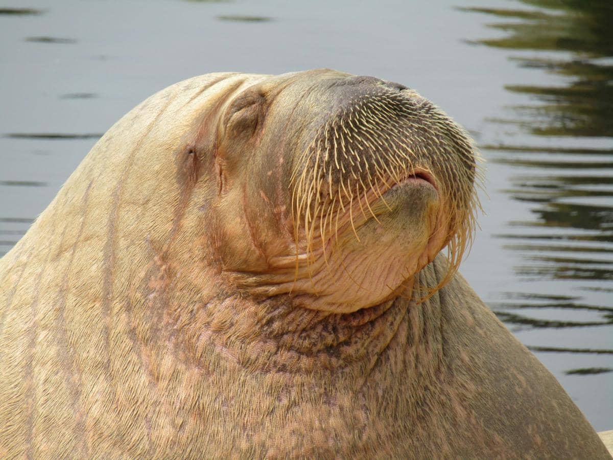 Kumis Walrus, Senjata Hidup di Kegelapan Dasar Laut