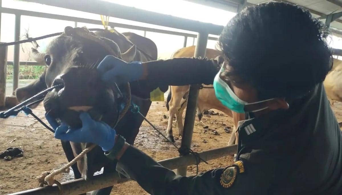 Karantina Sulsel Perketat Pengawasan Ribuan Hewan Kurban ke Kalimantan