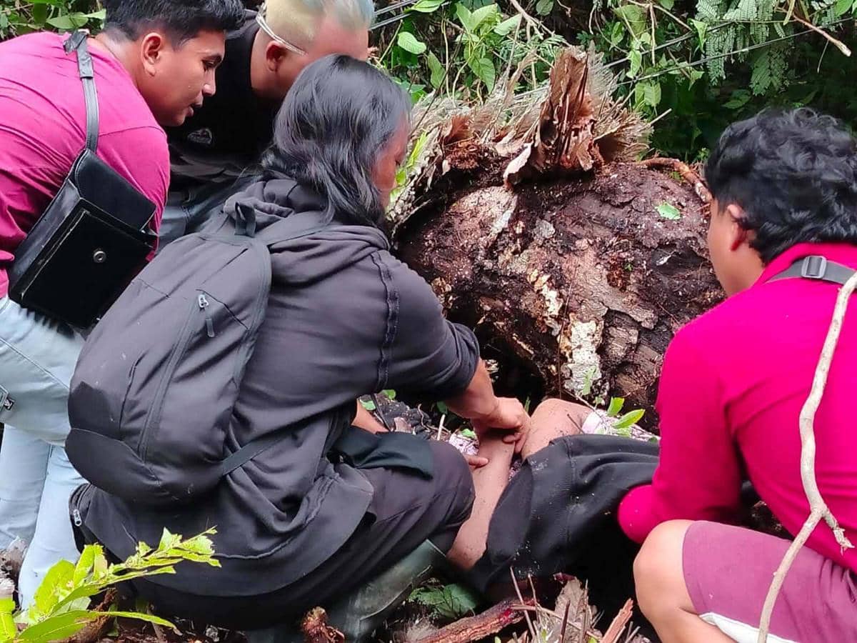 Beberapa orang mengevakuasi dua remaja yang tertimpa pohon tumbang di Kecamatan Ratatotok, Kabupaten Mitra, Sulawesi Utara.