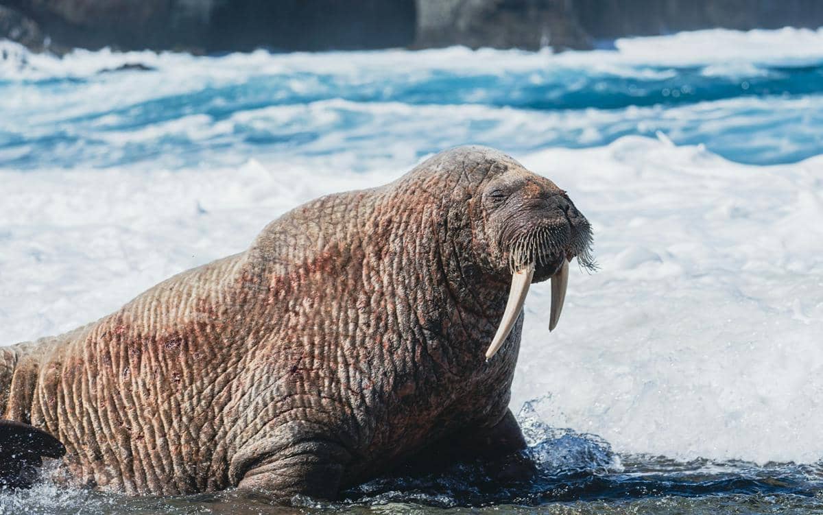 Seekor walrus besar dengan gading panjang berada di tepi laut, air ombak putih di sekitarnya di bawah langit cerah.