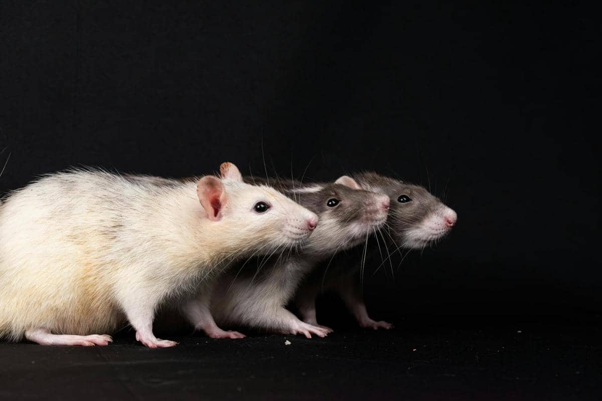 Ilustrasi tikus 