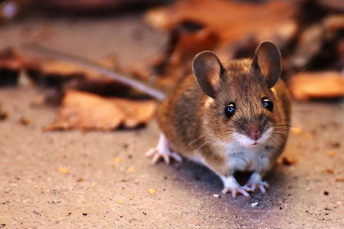 Ilustrasi tikus