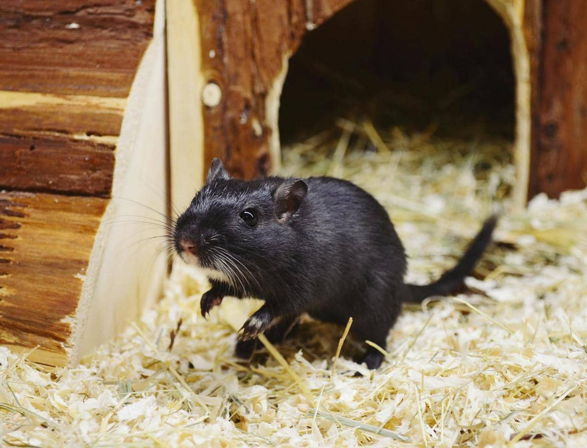 Ilustrasi tikus