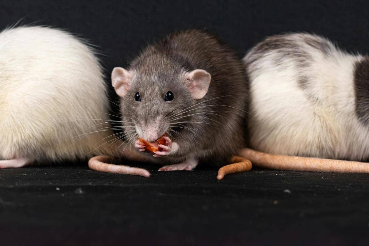 5 Fakta tentang Ekor Tikus yang Punya Banyak Fungsi, Bukan Hiasan!