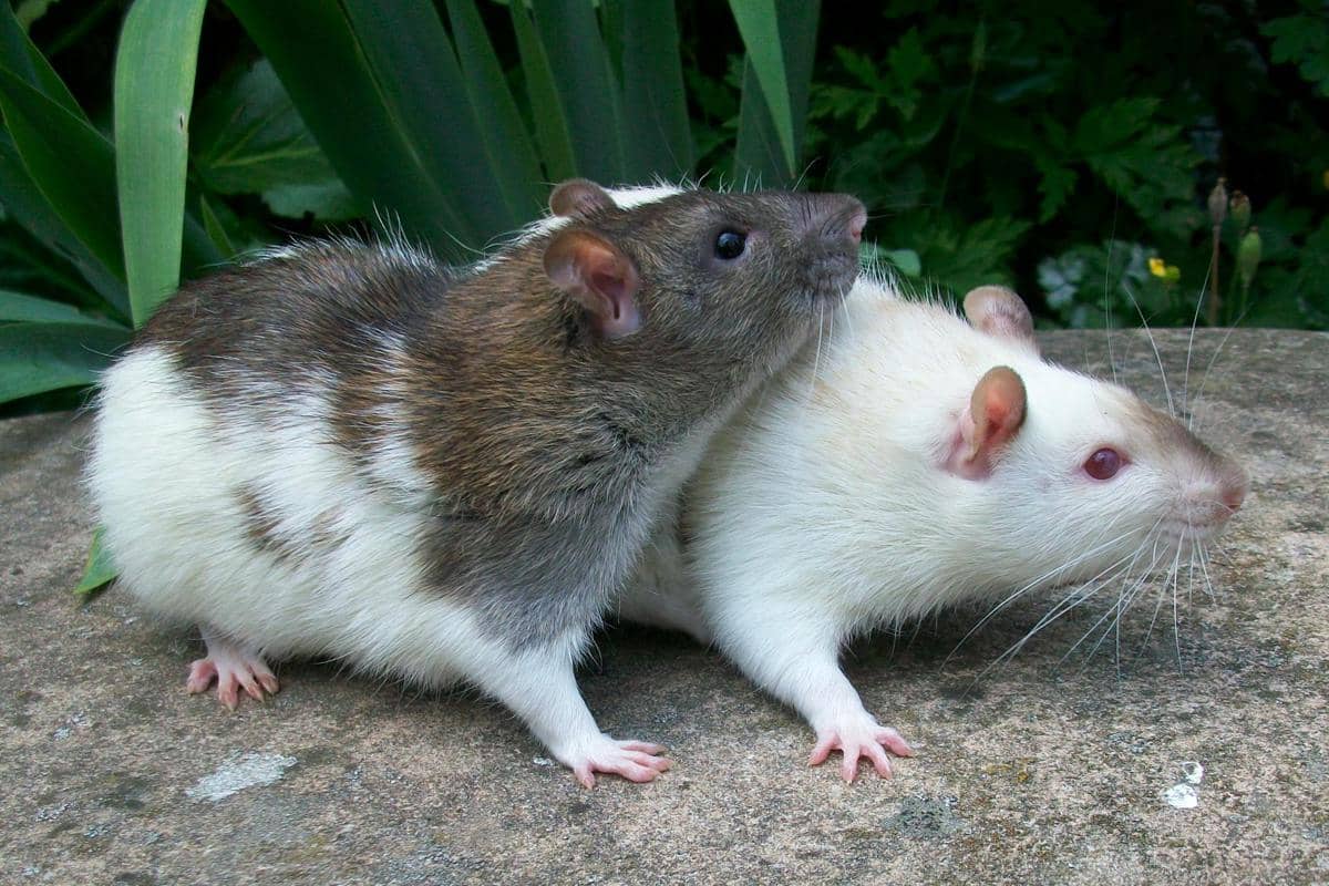 Ilustrasi tikus
