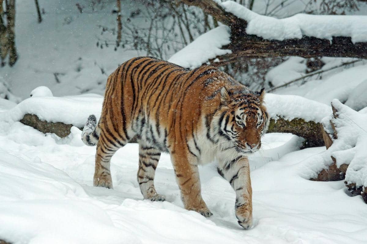ilustrasi harimau Siberia