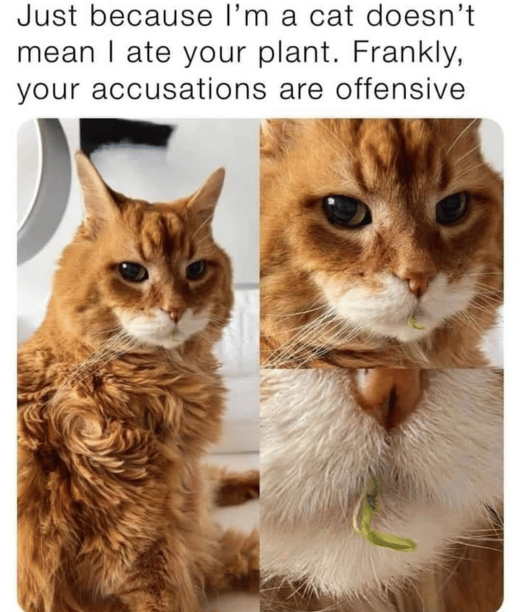 meme kucing dan tanaman