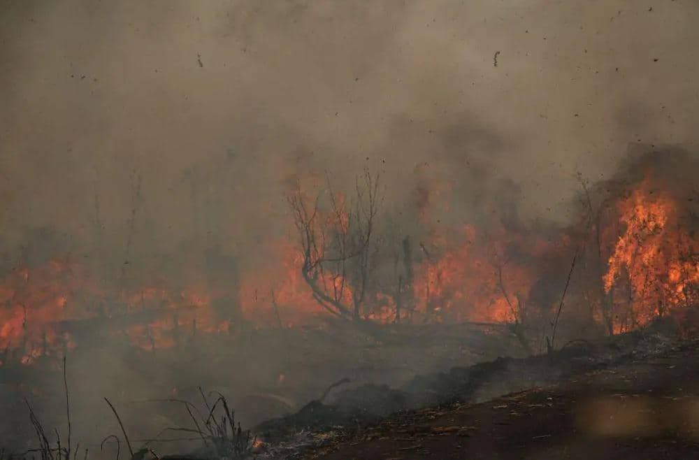 Ilustrasi karhutla api membakar lahan