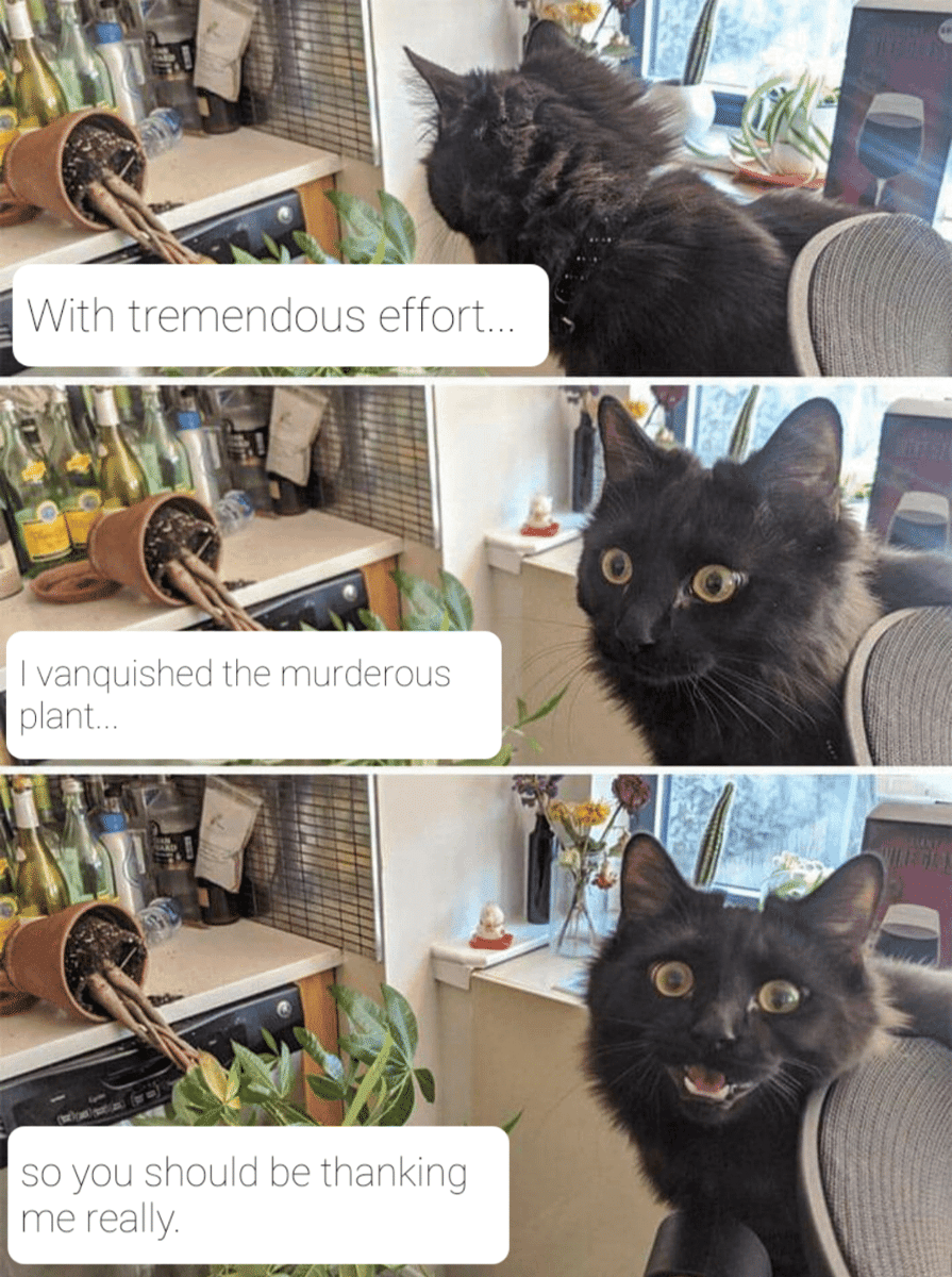 meme kucing dan tanaman