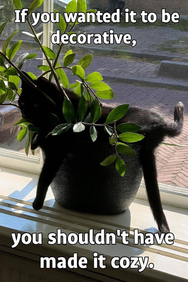 meme kucing dan tanaman