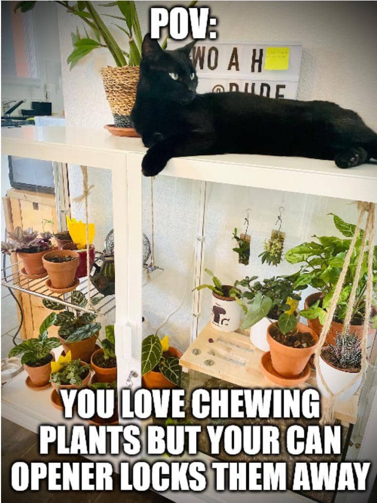 meme kucing dan tanaman