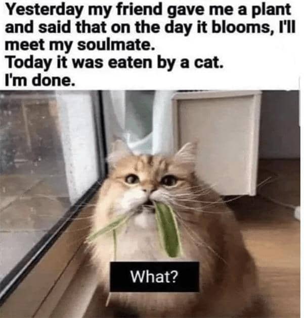 meme kucing dan tanaman