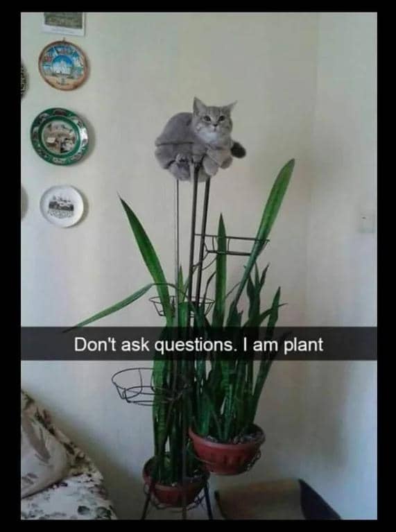 meme kucing dan tanaman