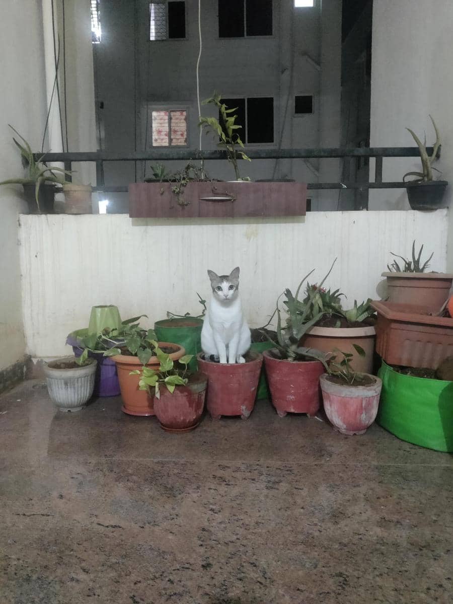 meme kucing dan tanaman
