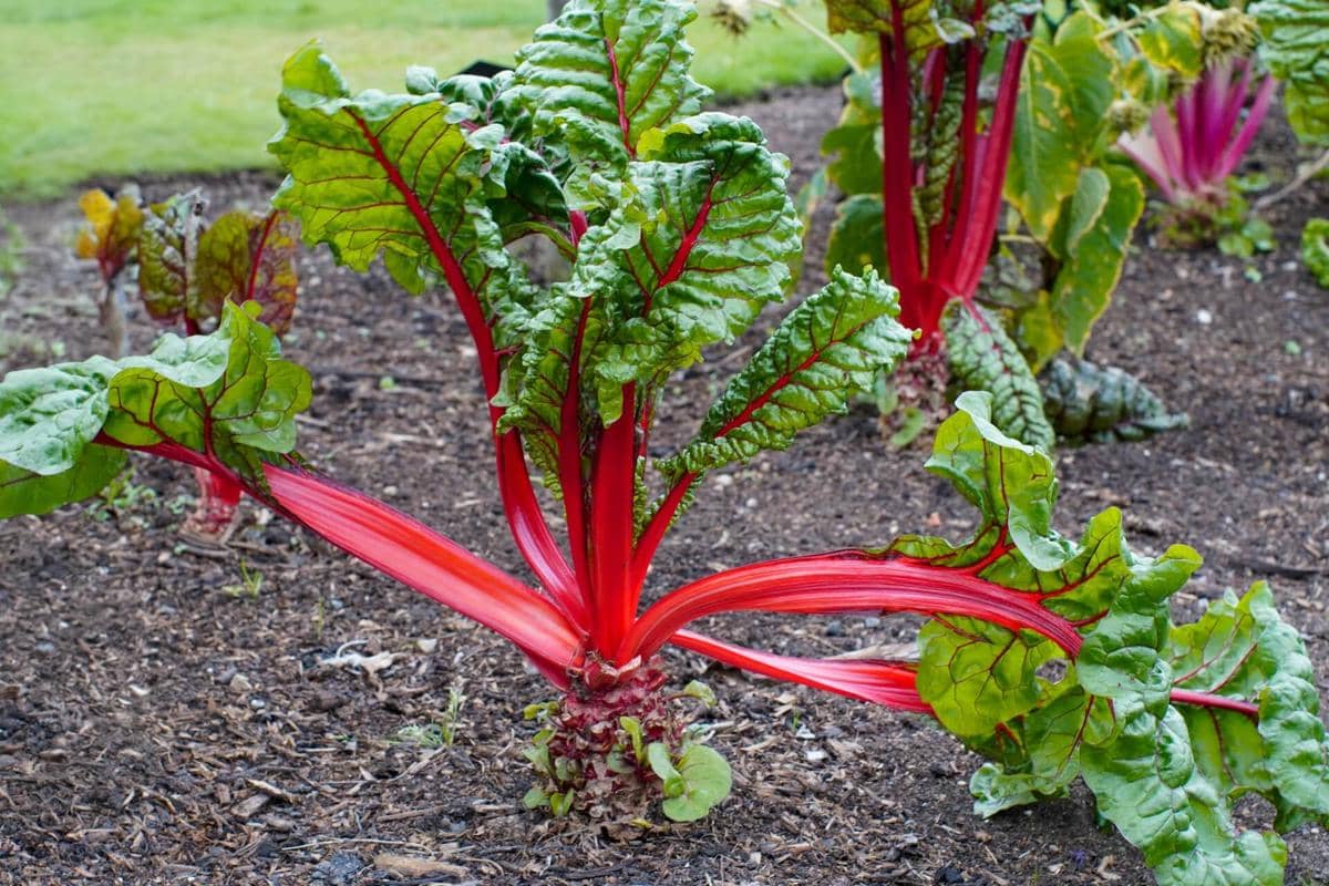ilustrasi sayur swiss chard