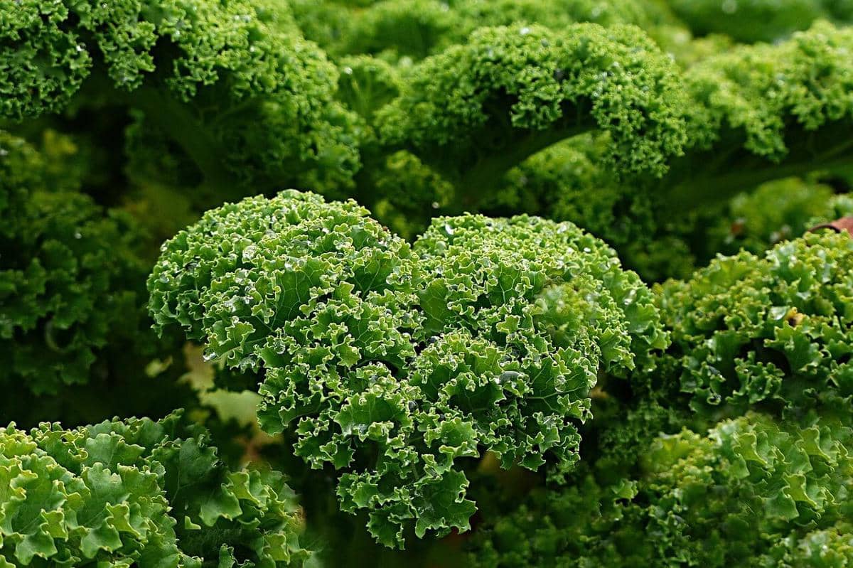 ilustrasi sayur kale