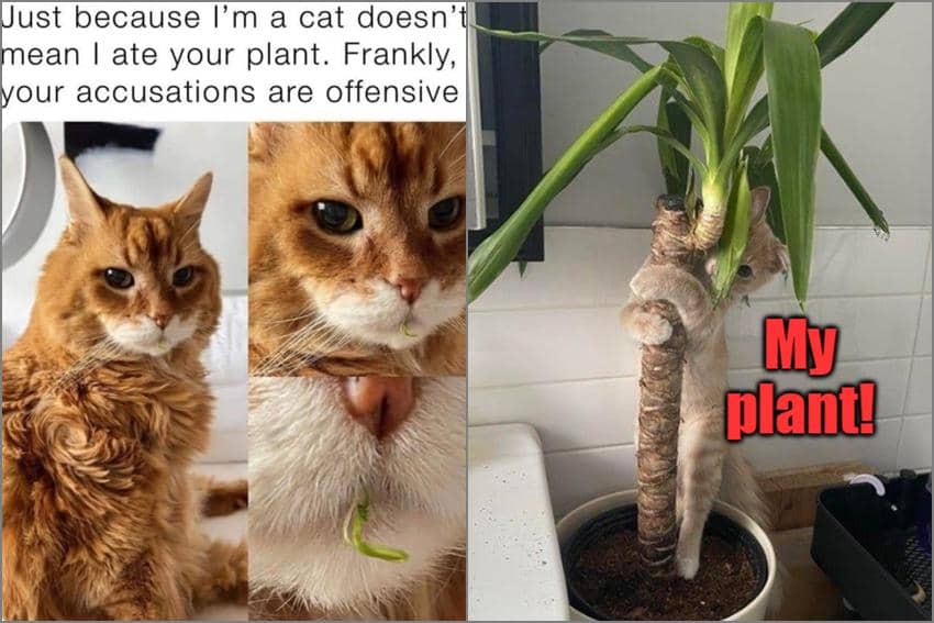 8 Meme Kucing dan Tanaman, Dimakan dan Dijadiin Camilan