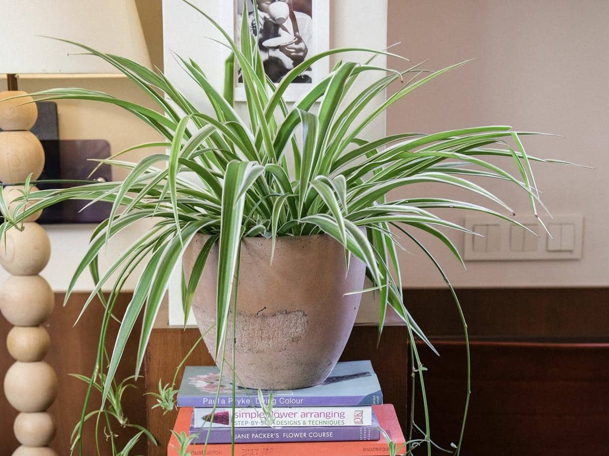 ilustrasi spider plant