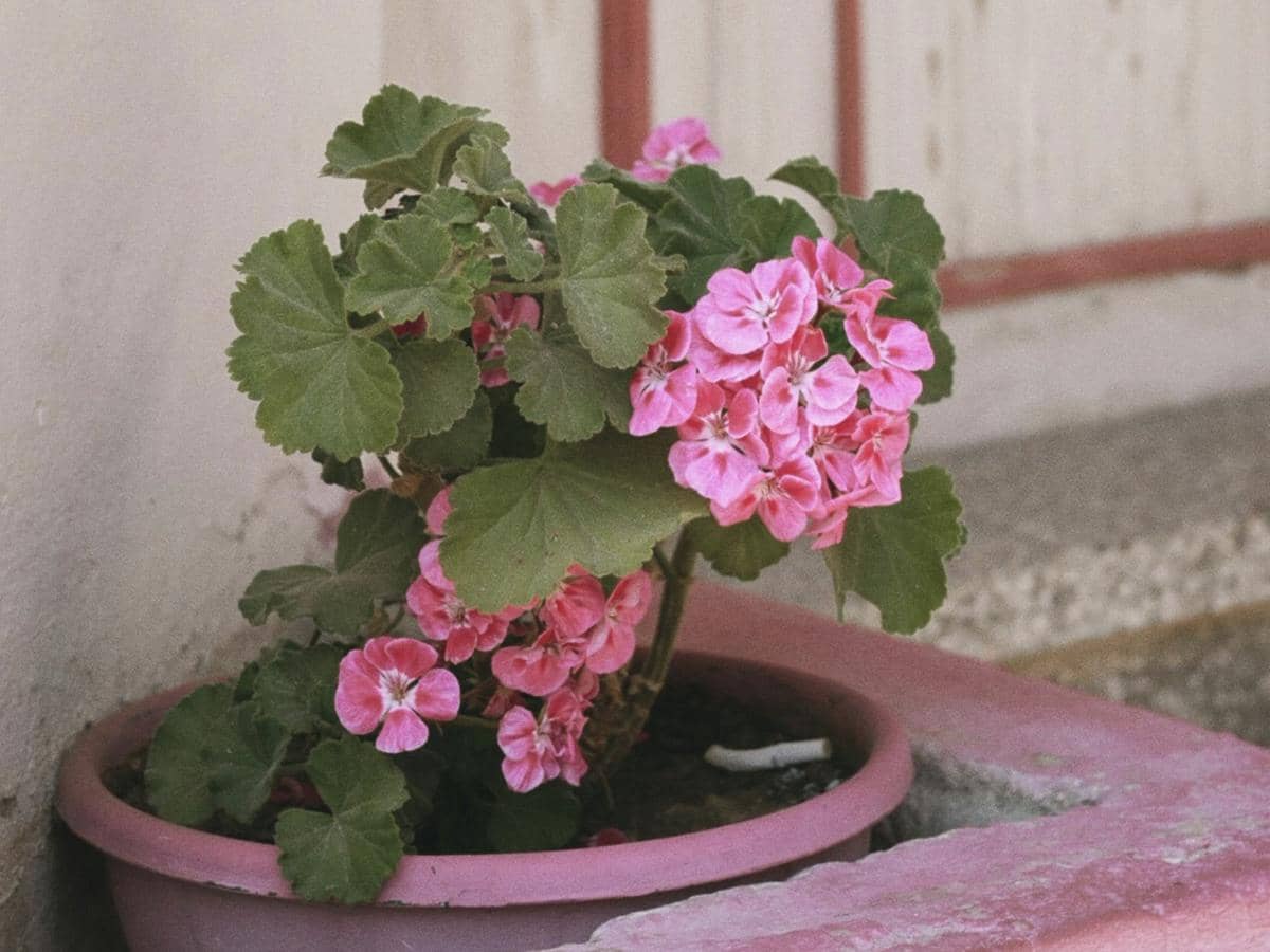 5 Tanaman Hias untuk Bahan Baku Essential Oil, Cantik dan Berkhasiat!
