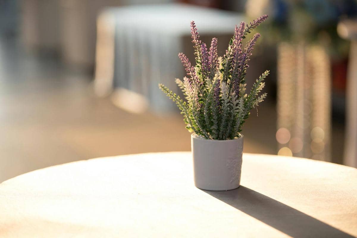 ilustrasi lavender