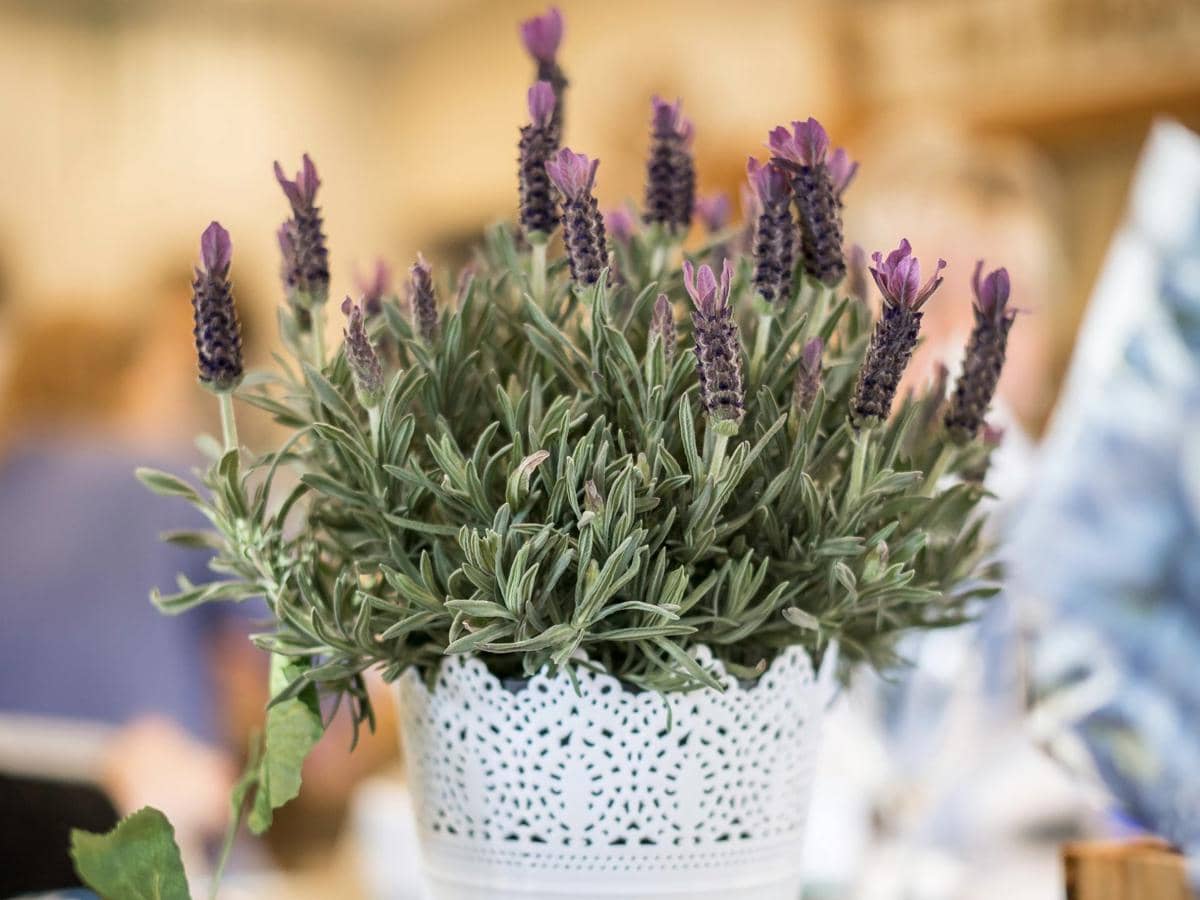 ilustrasi lavender