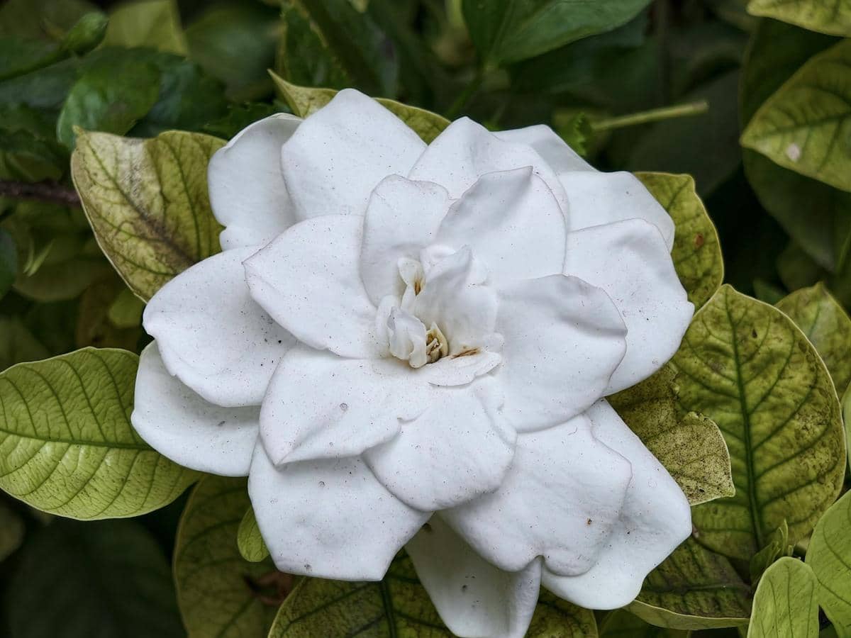 ilustrasi gardenia