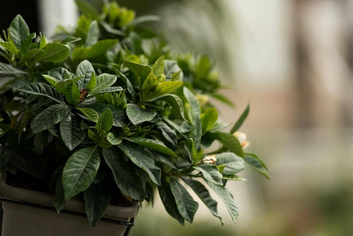 5 Tanaman Hias Sebagai Pengharum Alami Ruangan, Aromanya Bikin Rileks