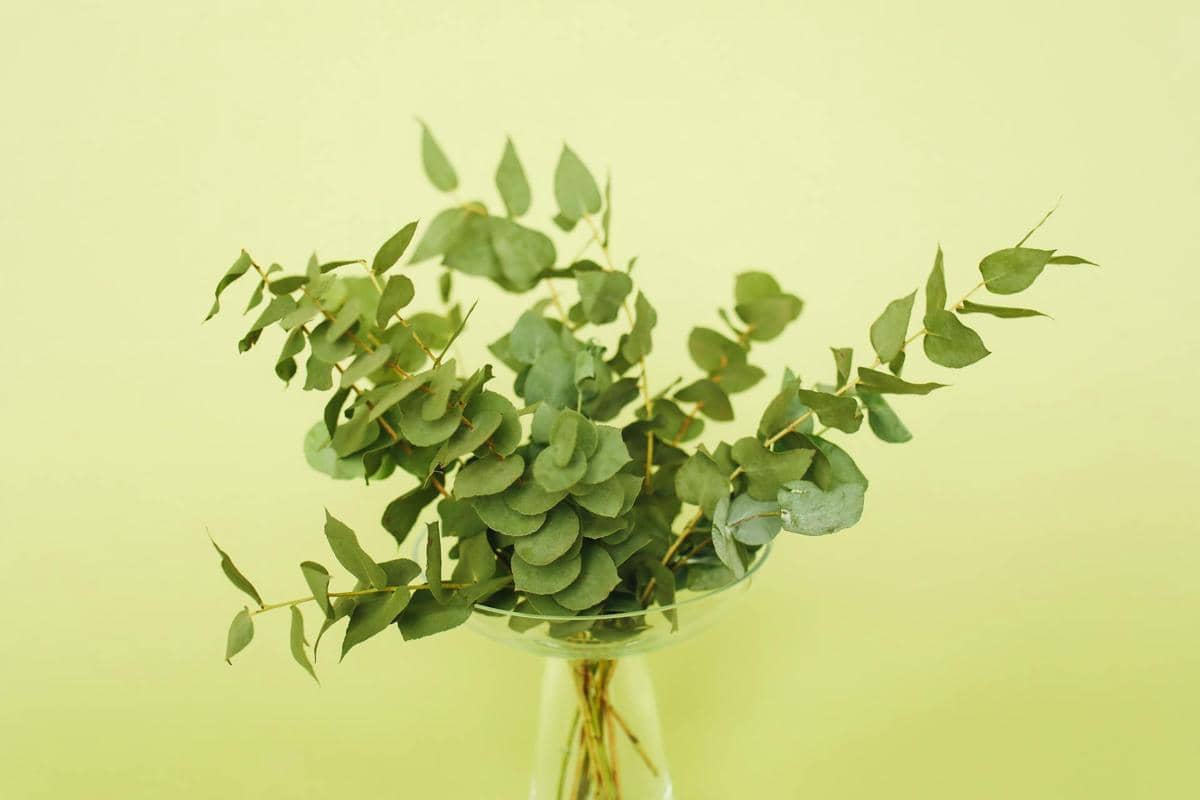 ilustrasi eucalyptus