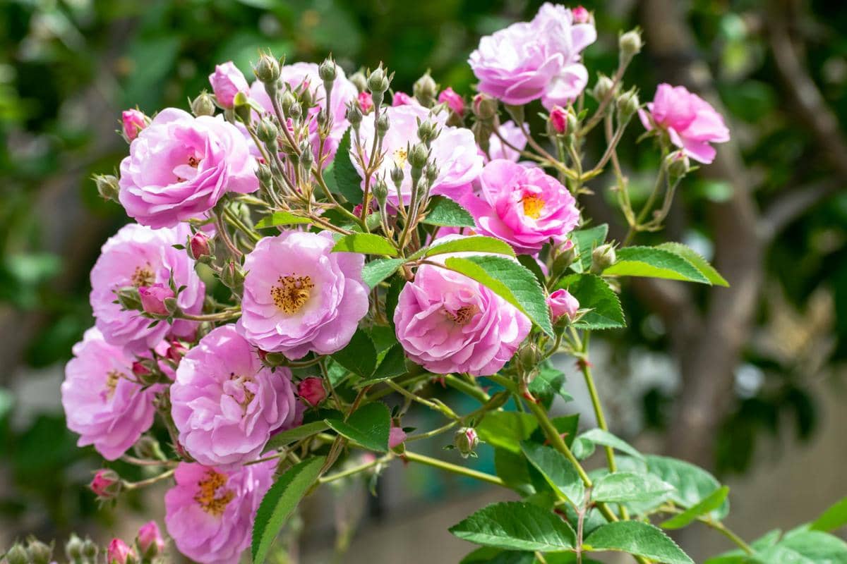 ilustrasi rosa damascena