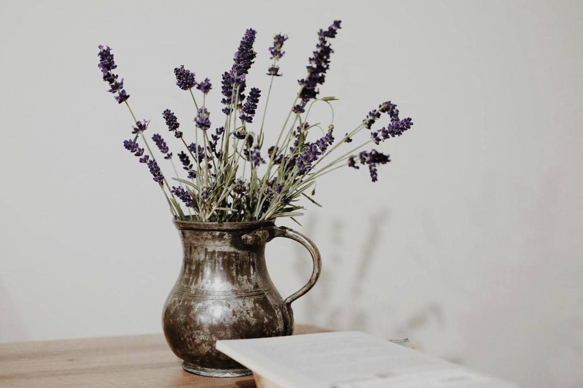 ilustrasi lavender