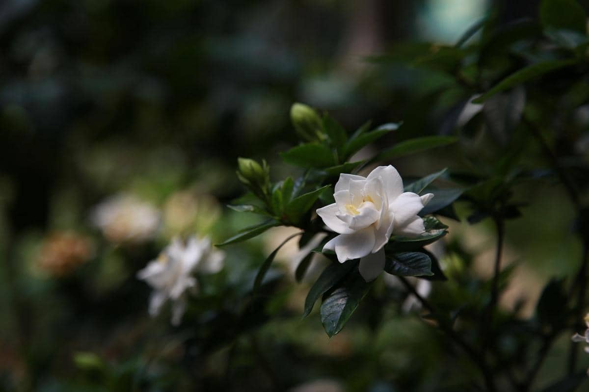 ilustrasi gardenia